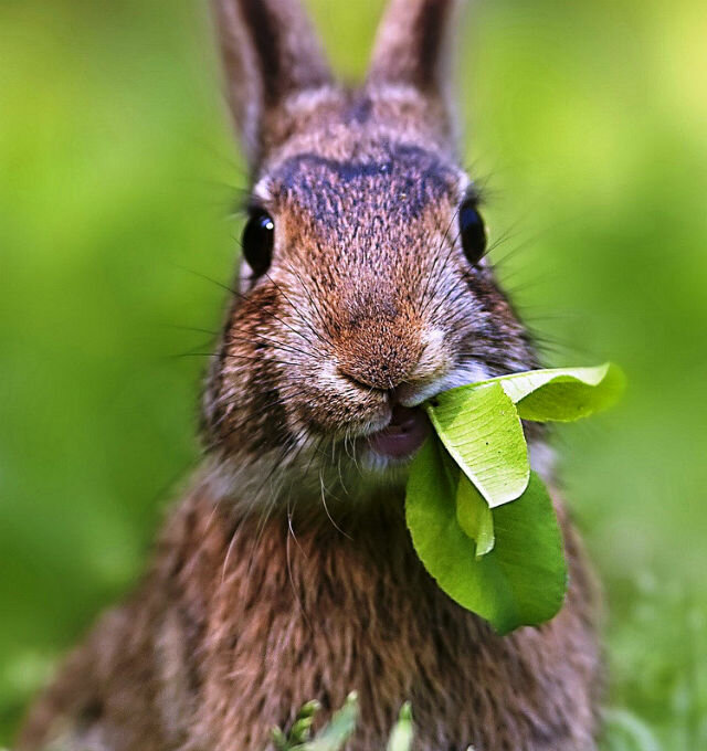 Чем кормить кроликов: в домашних условиях