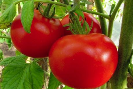 Хлыновский — томат с двумя главными преимуществами: отличным вкусом и хорошей урожайностью