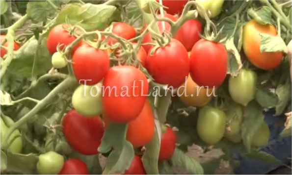 Характеристика и описание сорта томата Машенька, урожайность