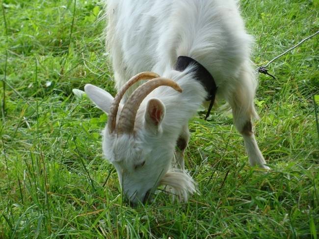 Окот (роды) козы