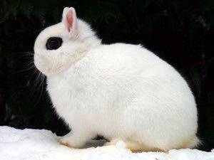 Карликовые кролики. популярные породы, основы ухода и содержания.