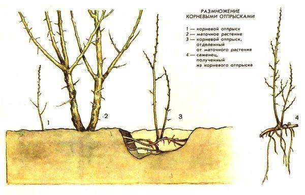 Облепиха: как вырастить дерево и чем полезны ягоды