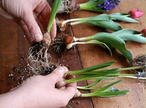 Размножение тюльпанов луковицами