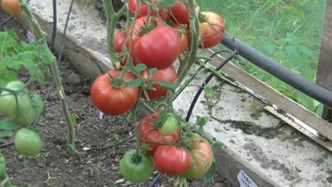 Томат “розовое чудо”: характеристика и описание сорта, отзывы, урожайность – все о помидорках