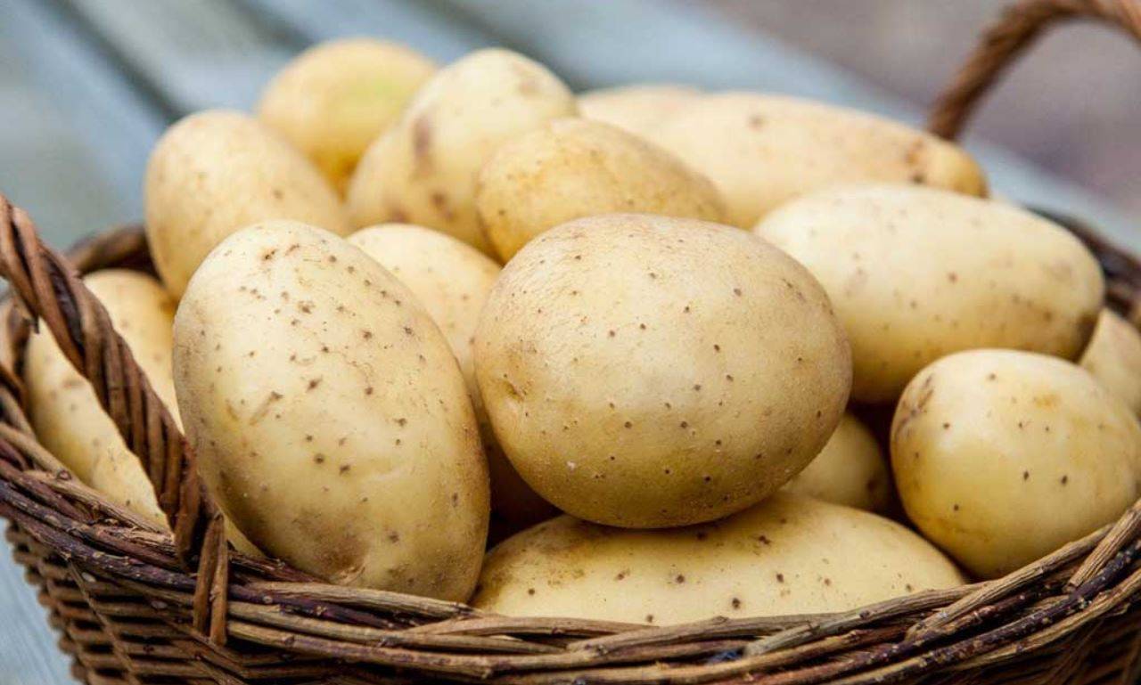 Нормы и особенности внекорневой подкормки картофеля