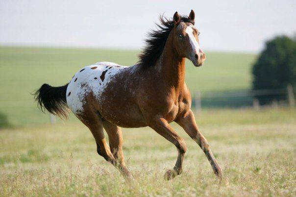 Характеристика и особенности содержания больших тяговых лошадей русской породы