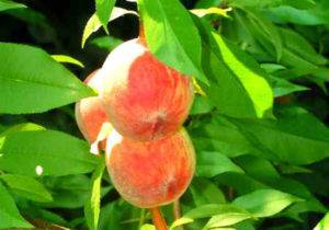 Сортовые особенности персиков золотой юбилей