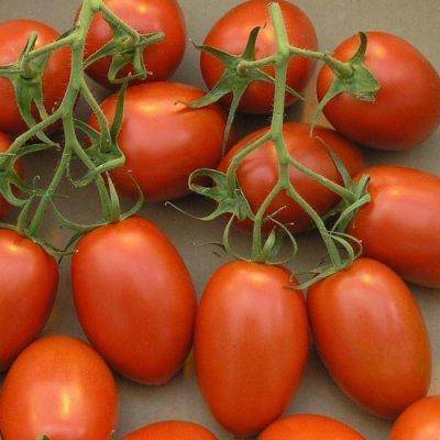 Лучшие сорта черных томатов: описание и фотографии
