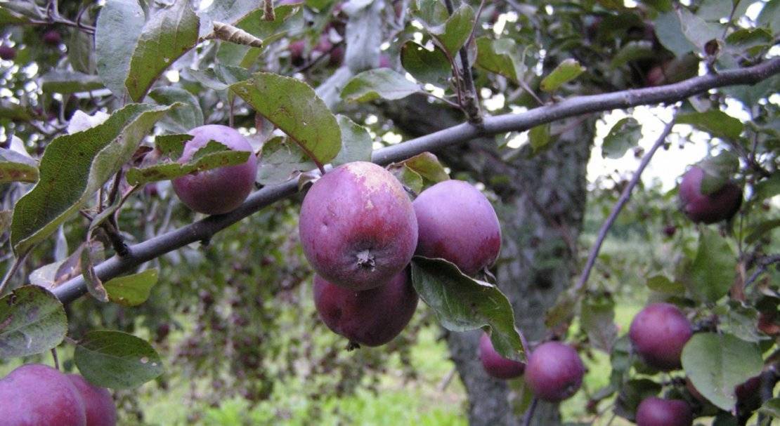 Декоративная яблоня пурпурная