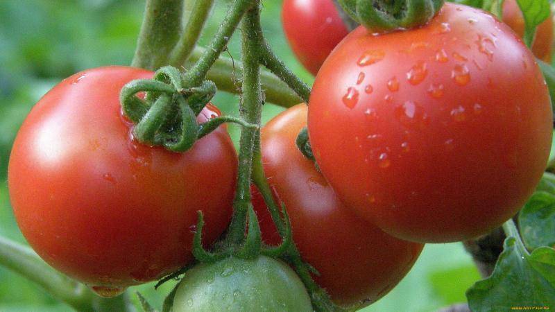 Фото, отзывы, описание, характеристика, урожайность сорта томата «катюша»