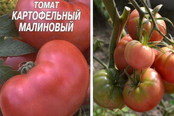Сорт томата «картофельный малиновый»: фото, отзывы, описание, характеристика, урожайность