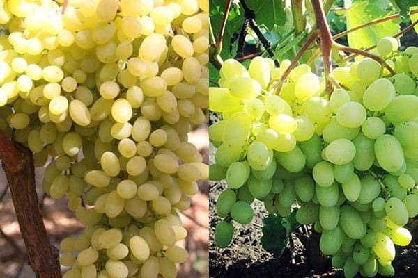 Описание и характеристики винограда сорта румба, особенности посадки и ухода и история