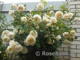 Описание розы сорта Крокус Роуз, особенности посадки и ухода