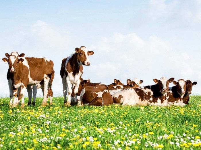 Опыт применения препарата пиро-стоп для борьбы с анаплазмозом крупного рогатого скота