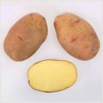Сорта картофеля: названия, описание и фото разновидностей