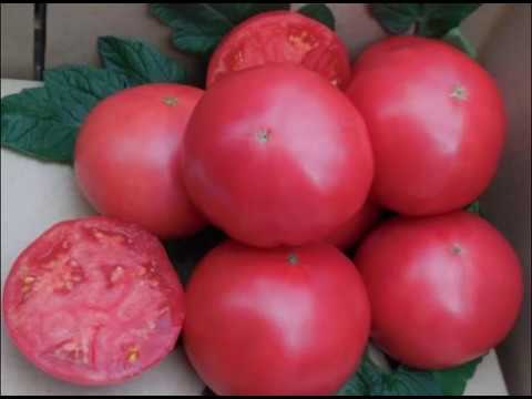 Характеристика и описание сорта томата Китайский Розовый, его урожайность