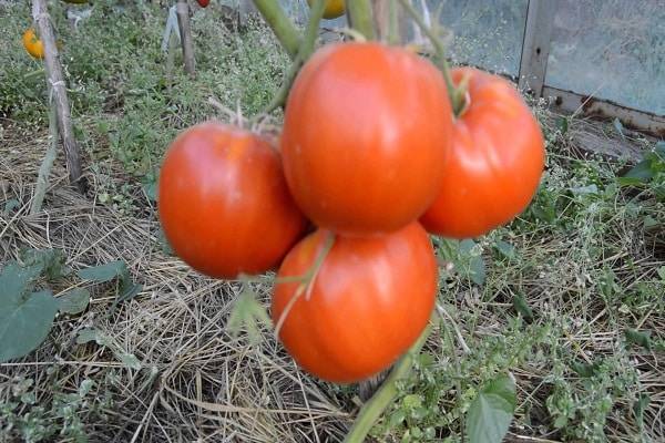 Характеристика сорта томата ралли, его урожайность