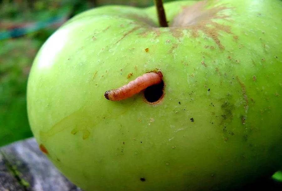 Как правильно должна выполняться обработка яблонь от вредителей и болезней летом