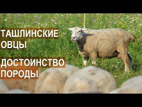 Особенности гиссарской породы овец, преимущества и недостатки, правила ухода