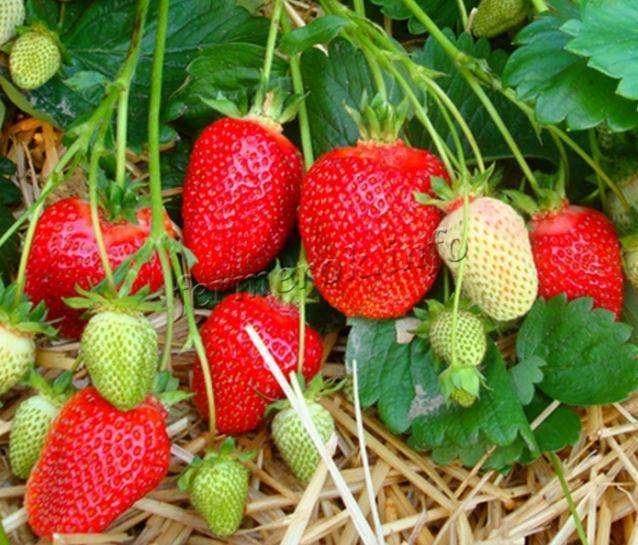 Ремонтантная безусая земляника руяна: все хитрости выращивания ароматной ягоды