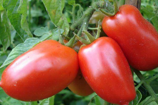 Томат «клуша»: характеристики сорта, особенности выращивания