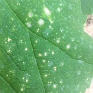 Причины появления ржавчины на листьях огурцов