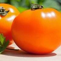 Сорта томатов: хурма