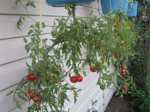 О выращивании растений в перевернутом виде: помидоры вверх ногами
