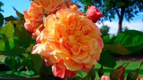 Почвопокровные розы: сорта, выращивание и применение в ландшафтном дизайне
