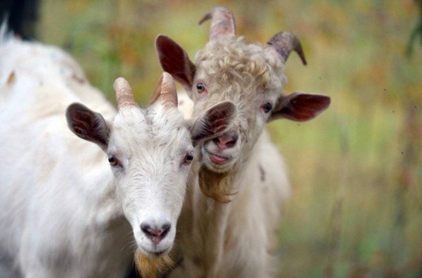 Проведение окота у овец и коз в условиях лпх и кфх