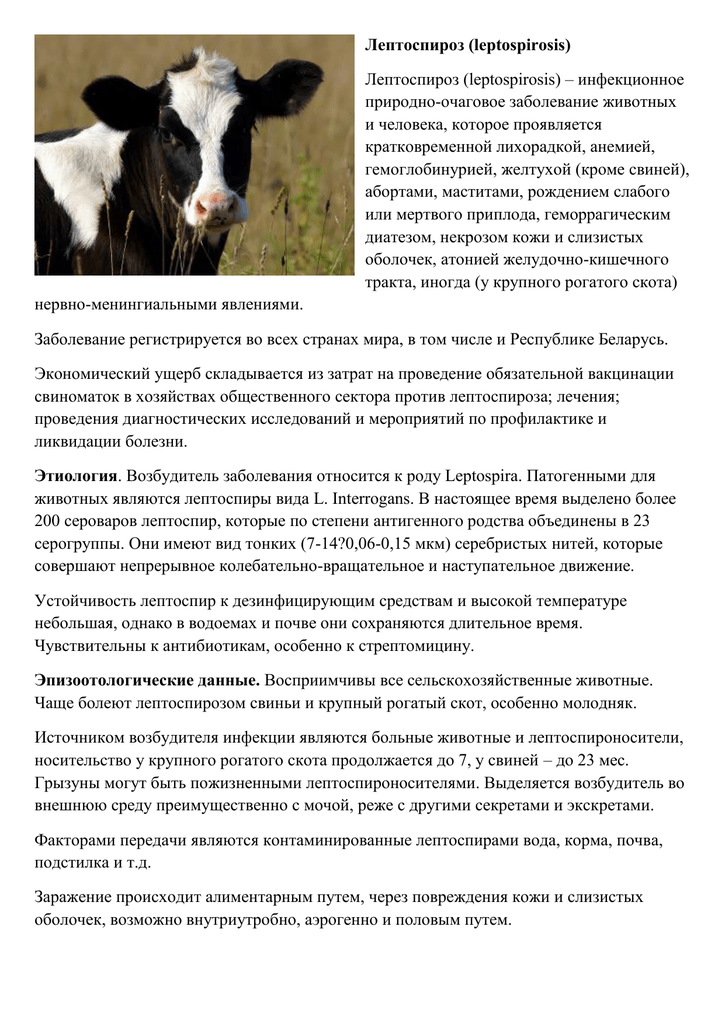 Методы лечения и профилактики лептоспироза коров