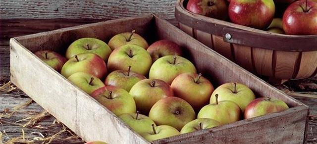 Способы хранения яблок зимой – как сохранить яблоки вплоть до нового сезона?