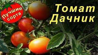«урожайный огород» татьяна: когда сеять томаты, разные способы с видео