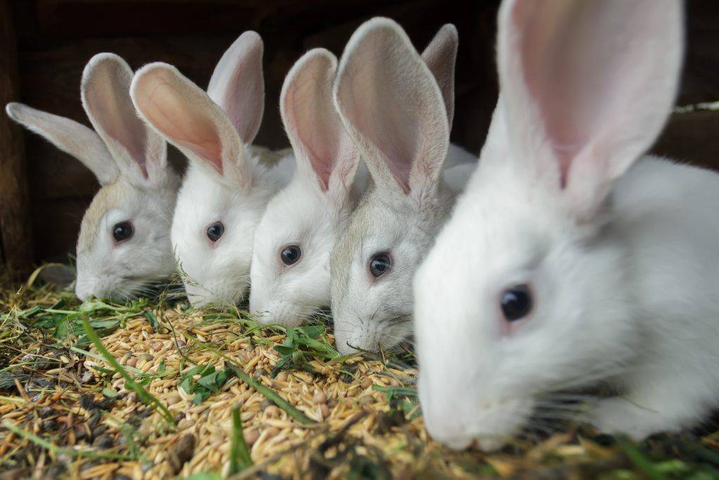 Сколько раз кормить кроликов?
