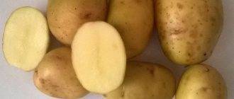 Картофель каратоп: характеристика и описание сорта, выращивание с фото