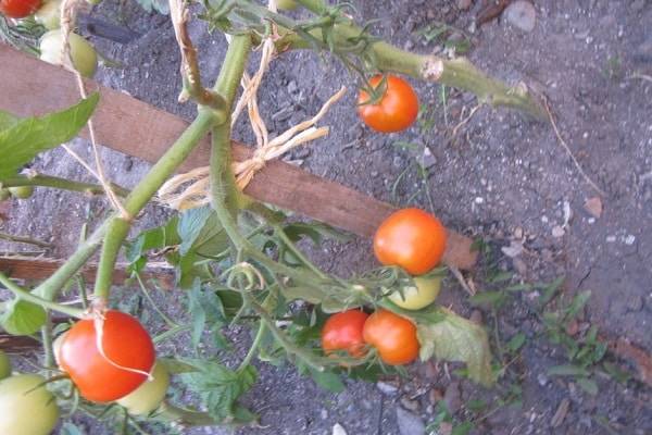 Описание сорта томата Мальчик с пальчик, особенности выращивания и ухода