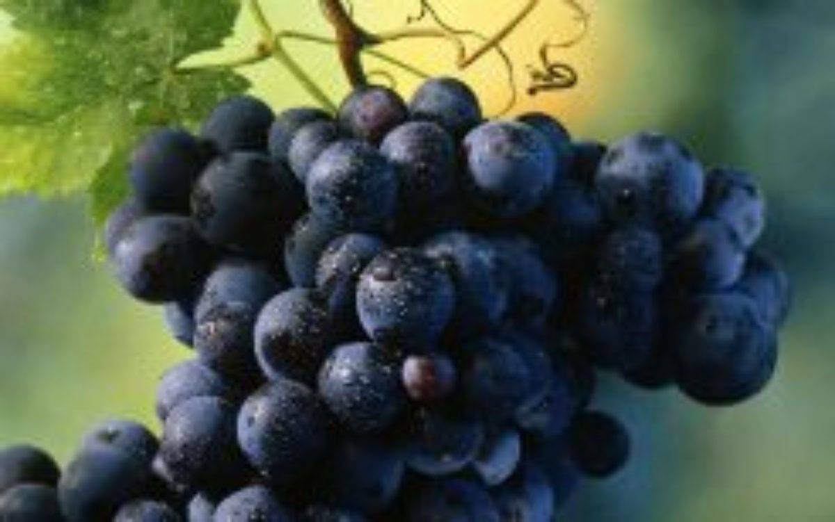 Сорт винограда синдикат: характеристика, выращивания и уход