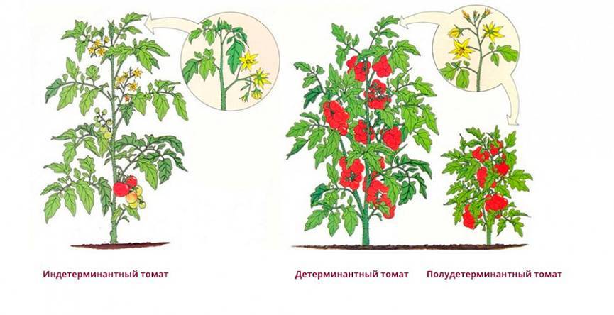 Лучшие сорта помидоров и описание их для теплиц из поликарбоната