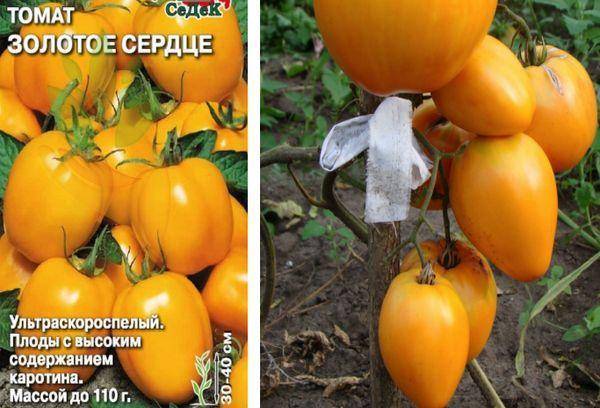 Сорт помидора «золотое сердце»: фото, видео, отзывы, описание, характеристика, урожайность