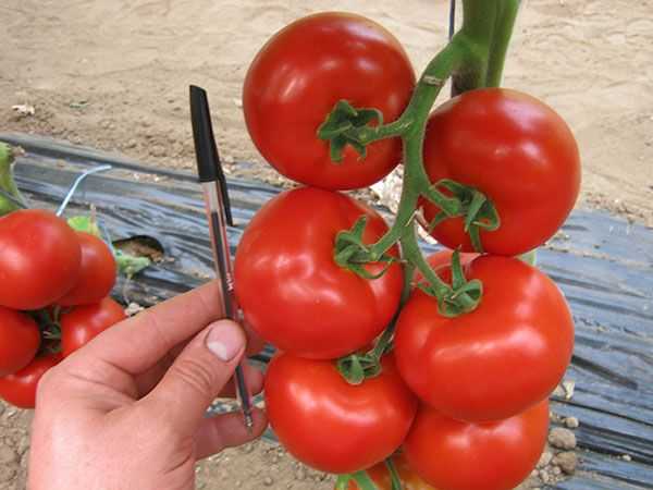 Томат суперэкзотик: описание и характеристика сорта, урожайность с фото