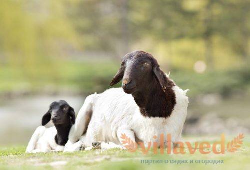 Описание и характеристика овец породы дорпер, особенности их содержания