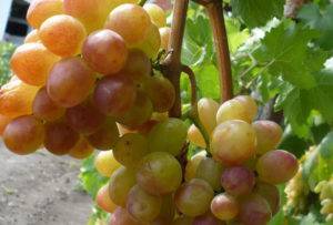 Описание винограда сорта Розмус, правила посадки и ухода