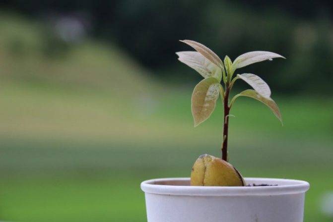 Правила и секреты выращивания авокадо из косточки в домашних условиях