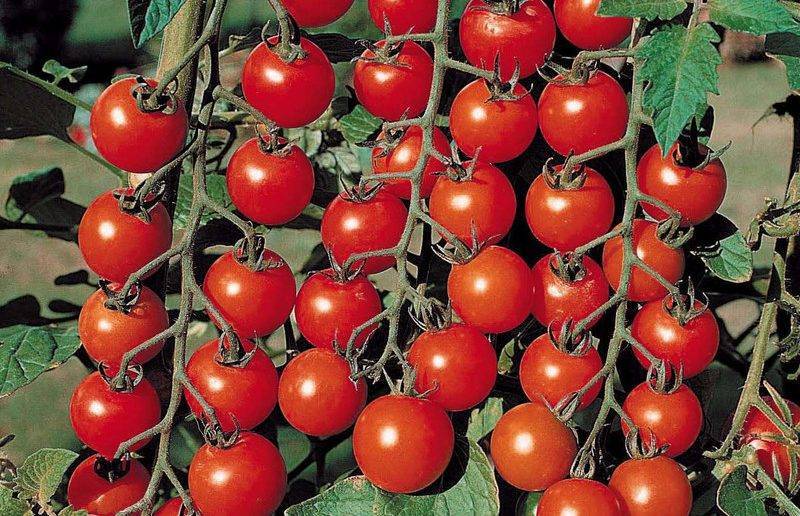 Миниатюрный и сладкий сорт томата «черрипальчики»: описание и особенности гибрида f1