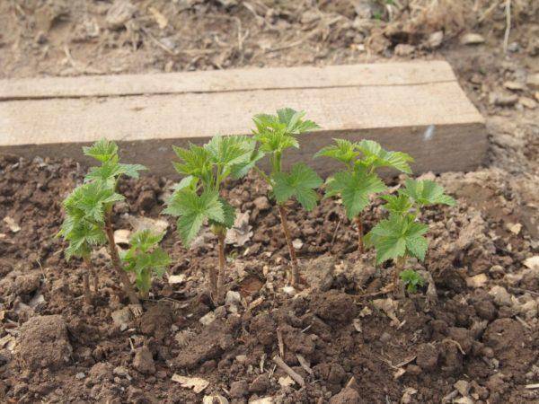 5 ошибок при выращивании смородины, которые лишают вас урожая