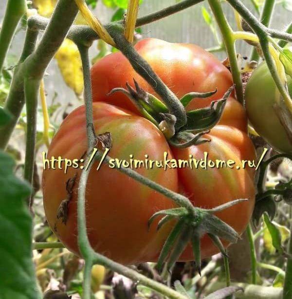Описание сорта томата сам растет, его характеристика и урожайность