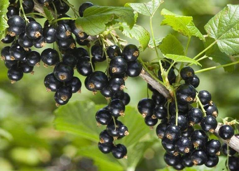 Черная смородина «титания»: описание и характеристика сорта, отзывы садоводов