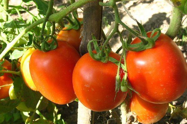 Томат аурия — описание сорта, урожайность, фото и отзывы садоводов