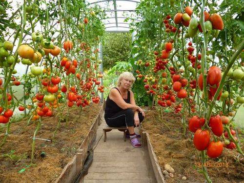 Посадка, выращивание и уход за помидорами в теплице из поликарбоната