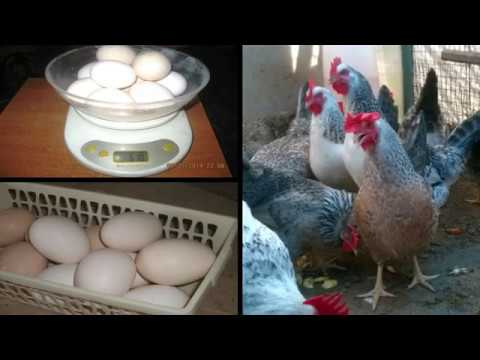 Яйценоскость кур несушек – определить и правильно кормить